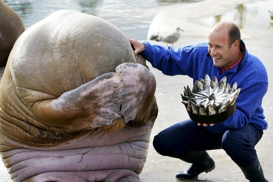 Морж смущается, когда ему дарят на день рождения торт из рыбы. Норвегия