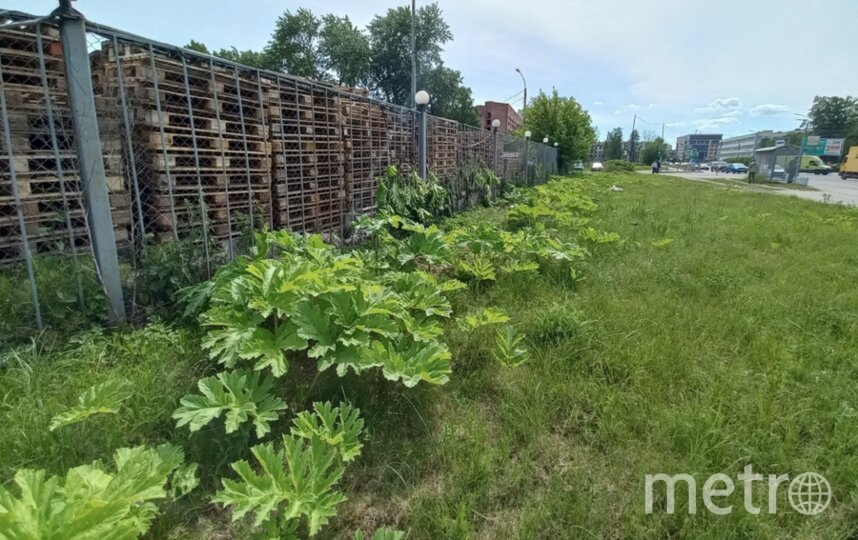 В Петербурге с борщевиком стали бороться по-новому