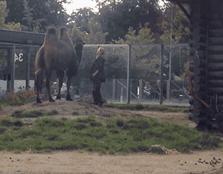 Подборка гифок Подборка гифок смешные картинки