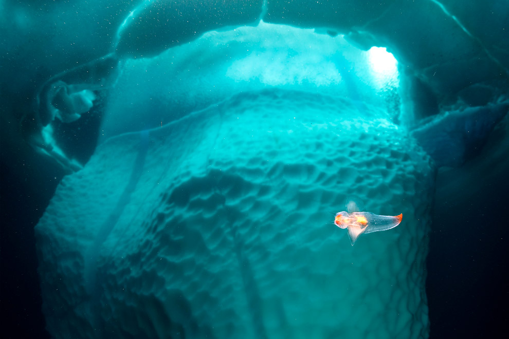 Stunning photos show ice dive beneath giant iceberg Stunning photos show ice dive beneath giant iceberg