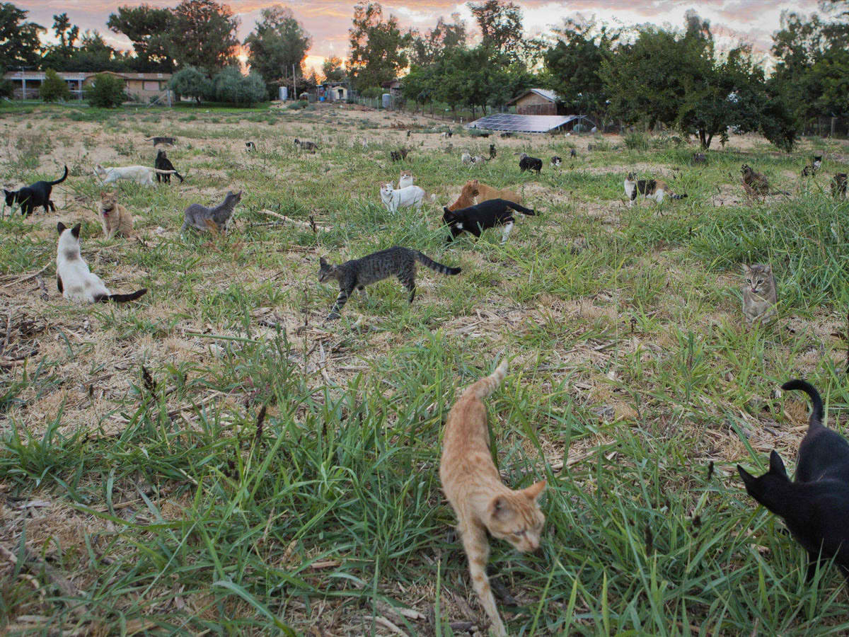 Самый большой приют для кошек и собак