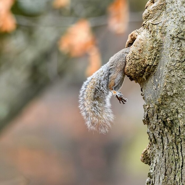 Комичные фото дикой природы, где всё решило одно удачное мгновение когда, Автор, Симоны, УилсонаФотография, НиссенбаумаФотография, Марка, ДоудсаФотография, Майкла, АрнольдаФотография, Кента, ХайнрихФотография, ПескантиниФотография, ТримомаФотография, Энрико, КэткартаФотография, Джорджа, РальфаФотография, Клинта, ФостерФотография, Лавек