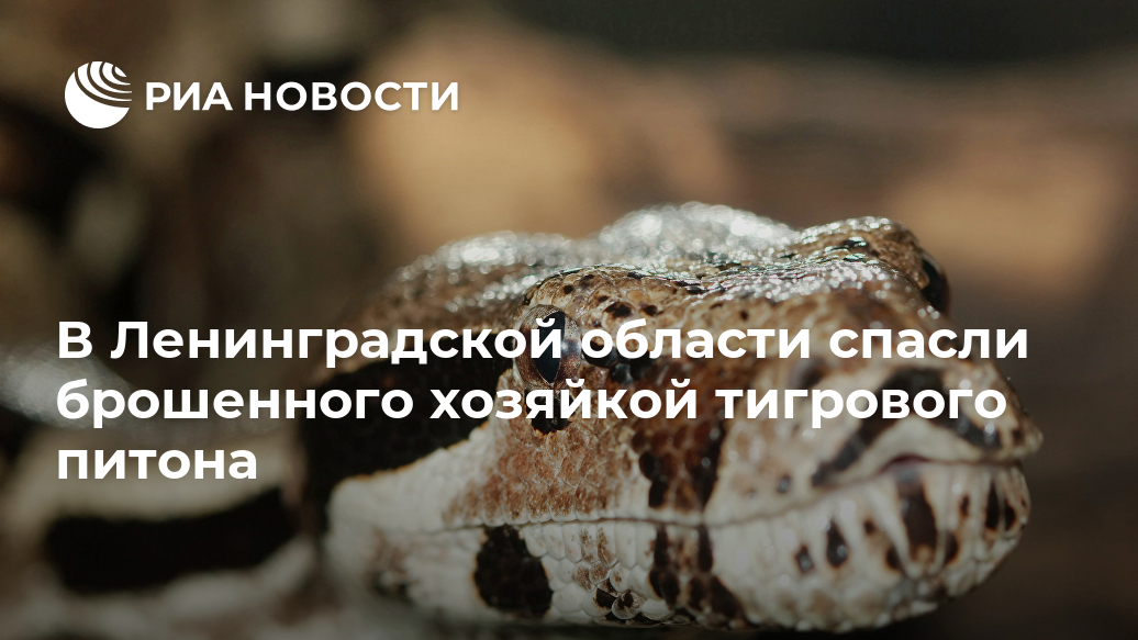 В Ленинградской области спасли брошенного хозяйкой тигрового питона Лента новостей