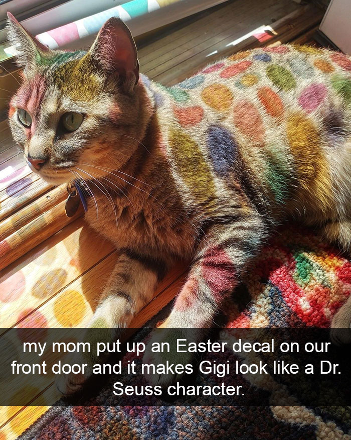 Hilarious-cat-snapchats