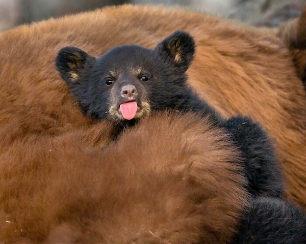 Комичные фото дикой природы, где всё решило одно удачное мгновение когда, Автор, Симоны, УилсонаФотография, НиссенбаумаФотография, Марка, ДоудсаФотография, Майкла, АрнольдаФотография, Кента, ХайнрихФотография, ПескантиниФотография, ТримомаФотография, Энрико, КэткартаФотография, Джорджа, РальфаФотография, Клинта, ФостерФотография, Лавек