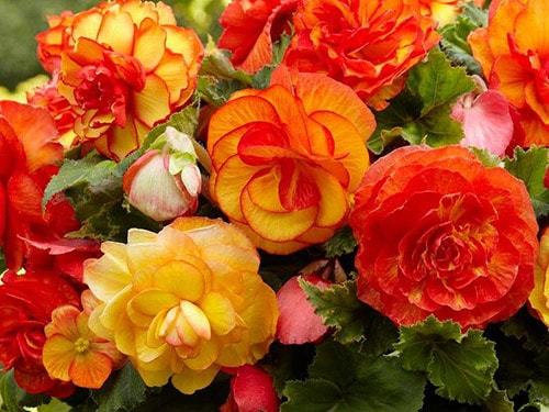 Уход и выращивание бегонии в домашних условиях Уход и выращивание бегонии в домашних условиях комнатные растения,полезные советы