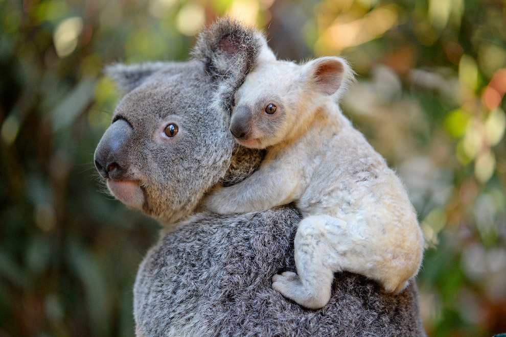 Коалы в Австралийском зоопарке
