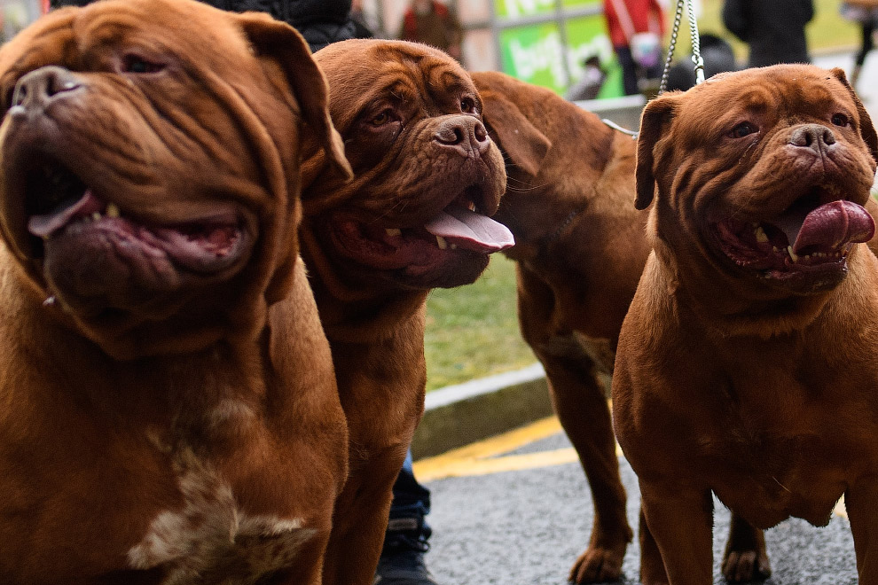 Crufts Dog Show 2018: как прошла крупнейшая в Европе выставка собак