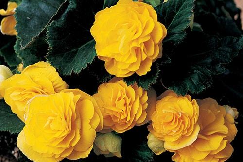 Уход и выращивание бегонии в домашних условиях Уход и выращивание бегонии в домашних условиях комнатные растения,полезные советы