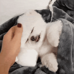 Эта прикольная анимация развлечёт вас на целый день! Эта прикольная анимация развлечёт вас на целый день! позитив