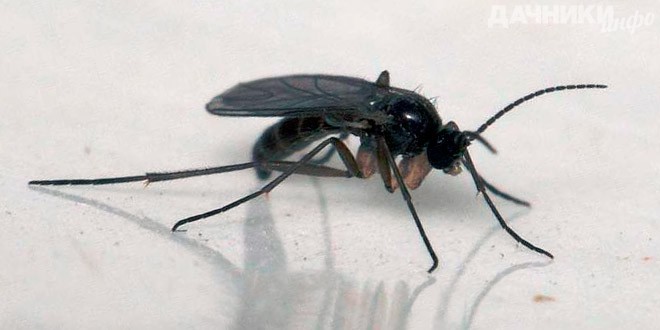 Мухи с длинными задними лапами. Мухи с длинными задними лапами. Наездники evaniidae. Мухи с длинными задними лапами. Насекомое с длинными задними лапами.