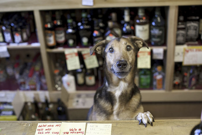 Murphy, 10 Years Old, Milford, Connecticut