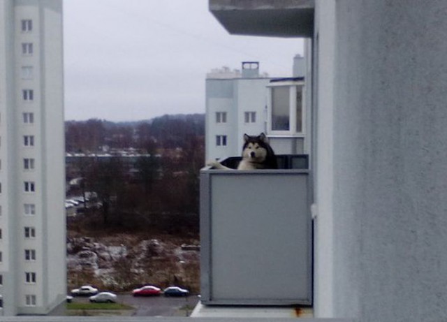 Привет, сосед! архитектура, балконы, пристройка