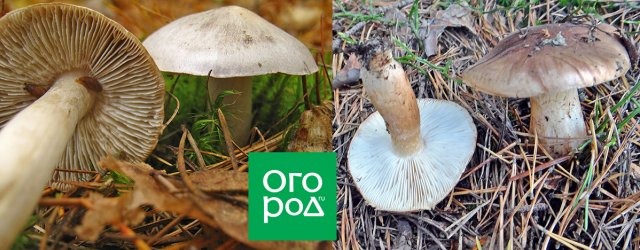 Съедобный или нет: 7 грибов, о которых вечно спорят дача,полезные советы,сад и огород