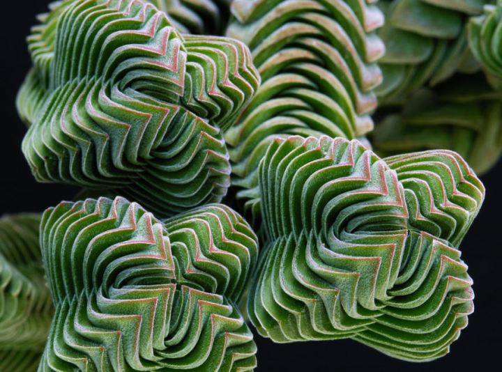 Геометрия в природе: 18 потрясающих растений, которые гипнотизируют с первого взгляда