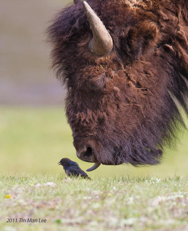 Птичка и зверь, Йеллоустонский национальный парк животные, природа, фото, фотограф