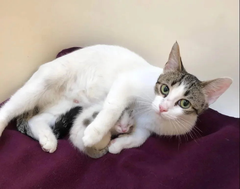 Без кота и жизнь не та