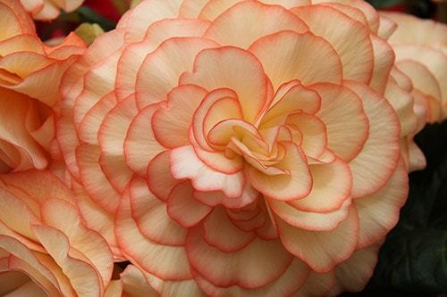 Уход и выращивание бегонии в домашних условиях Уход и выращивание бегонии в домашних условиях комнатные растения,полезные советы