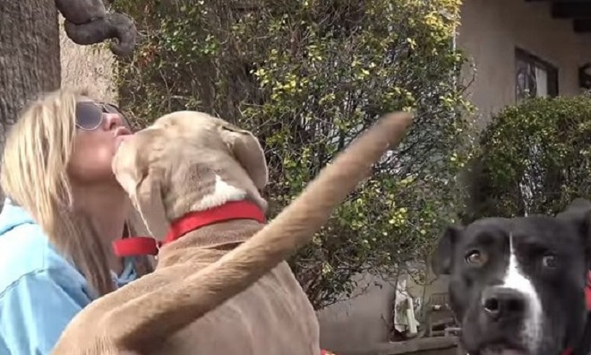 Собаки и женщина