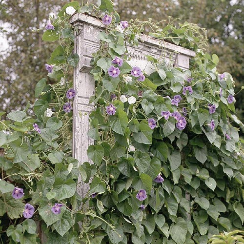 wild-garden-inspiration-liana1.jpg wild-garden-inspiration-liana1.jpg