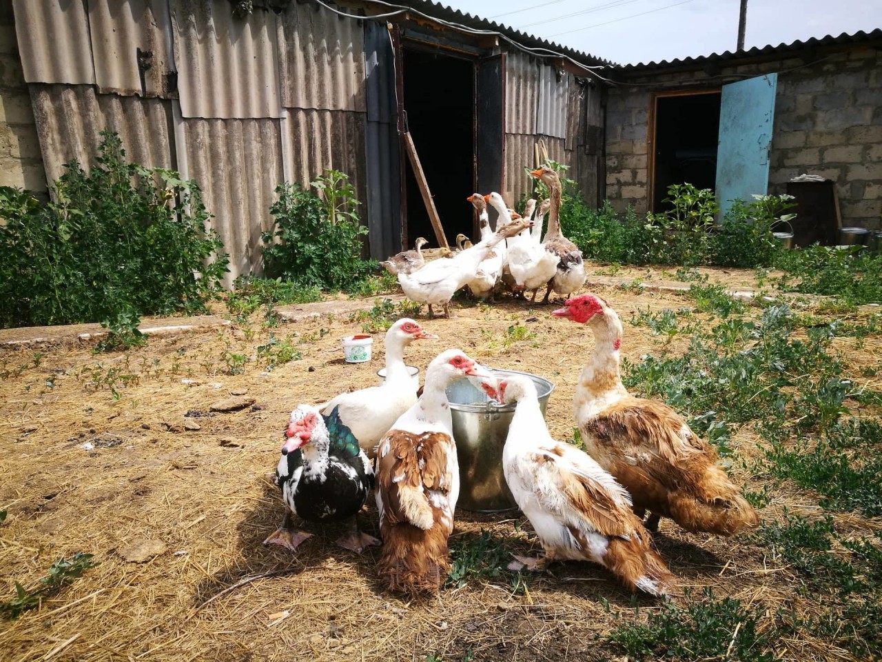 Village работа. Хозяйство в деревне. Подсобное хозяйство в деревне. Жизнь в деревне. Домашнее хозяйство в селе.