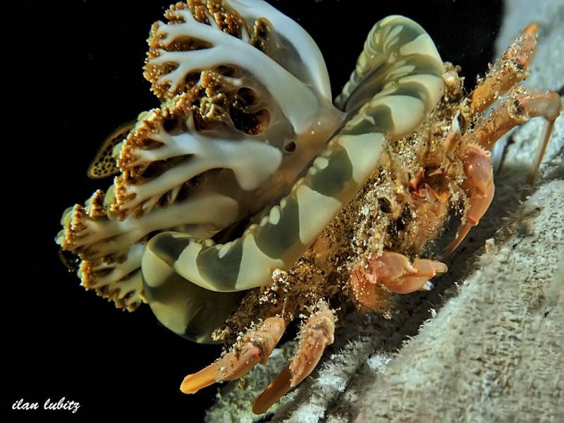 Перевернутые медузы  (англ. upside-down jellyfish) 