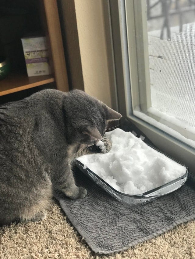 Без кота и жизнь не та