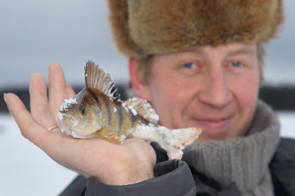 Ловля окуня в январе, ловля окуня, рыбалка на окуня, где ловить окуня в январе, удочка для ловли окуня, на что ловить окуня в январе, лловля окуня в январе на блесну, ловля окуня в январе на мормышку, насадки для ловли окуня