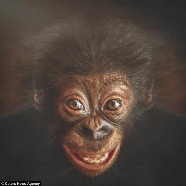 Человек и приматы: как мы поразительно похожи