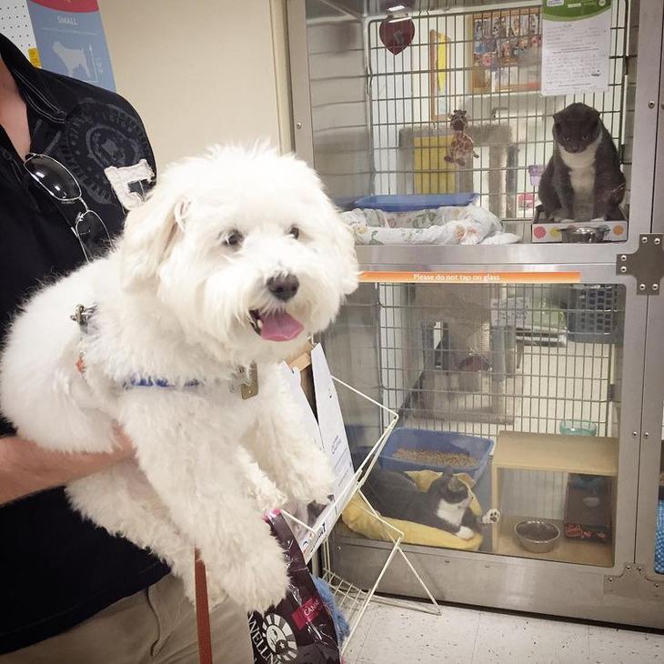 20 кошек, которые очевидно хотят вам навредить 