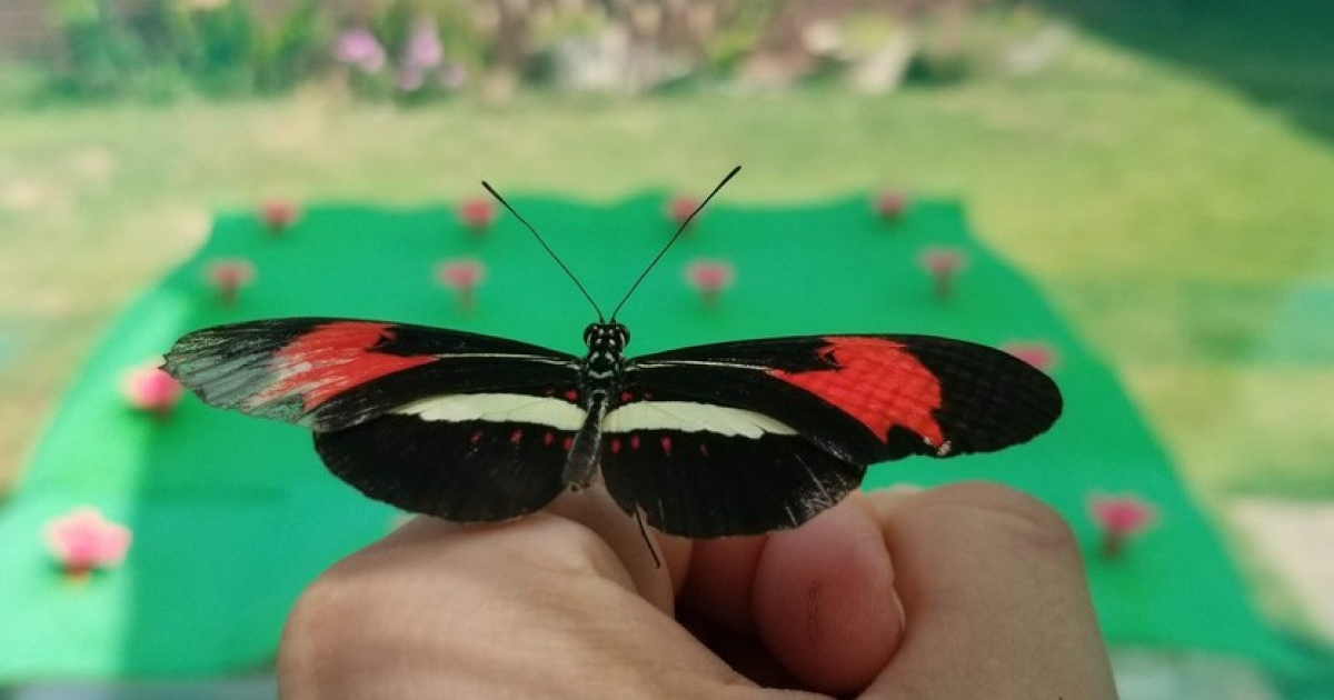 Обнаружение пространственной памяти у бабочек