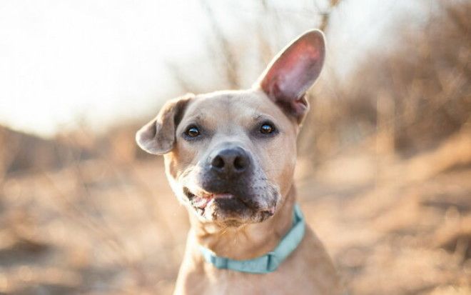 15+ фотографий беспородных собак, которые излучают любовь и нежность