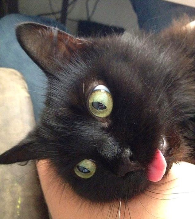 НЕфотогеничные кошки... Да, да, и такие бывают!