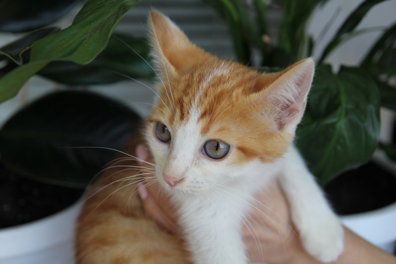 Люди шли и кривились, переступая грязное маленькое тельце добрые люди, животные, истории, кошки, подобрыш