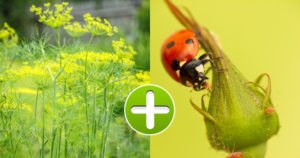 Вот как бороться с тлей, чтобы не навредить цветам: хитрости опытных садоводов Вот как бороться с тлей, чтобы не навредить цветам: хитрости опытных садоводов