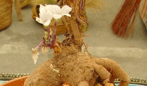 эликсиры мандрагоры