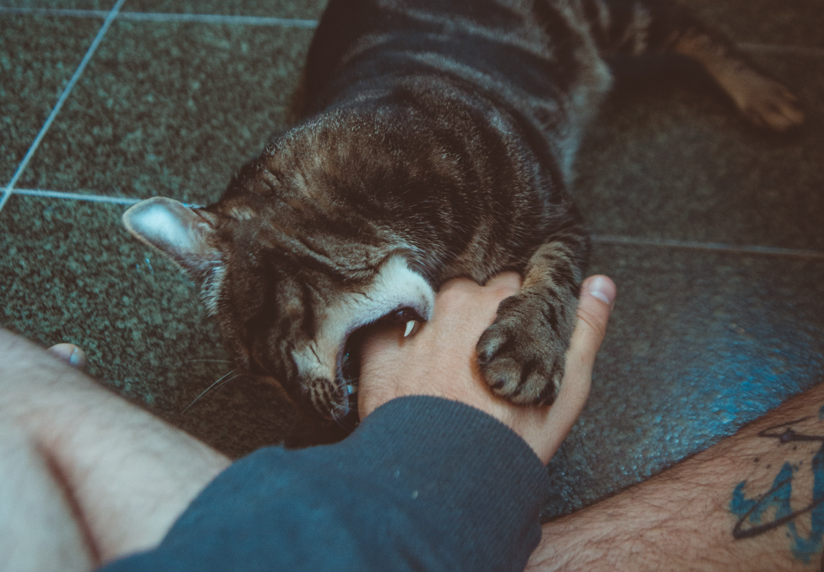 Кот кусает руку. Котенок кусает руку. Кошка грызет. Кусачий кот.