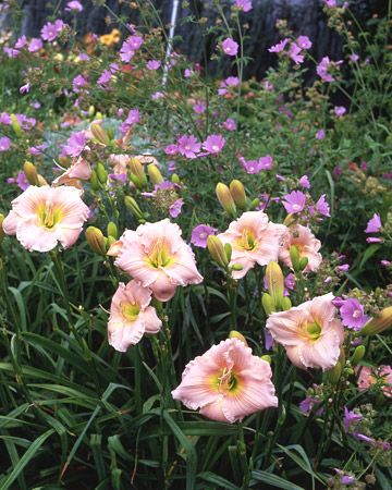 wild-garden-inspiration-flowers9.jpg wild-garden-inspiration-flowers9.jpg