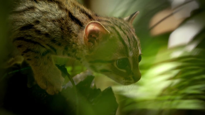 Самая крошечная дикая кошка в мире также, кошка, которая, дикая, ржавая, списке, ржавую, время, дневное, кошки, помещается, крошечные, человека 4, основном, ладони, ведут, Природа, длиной, легко, образ