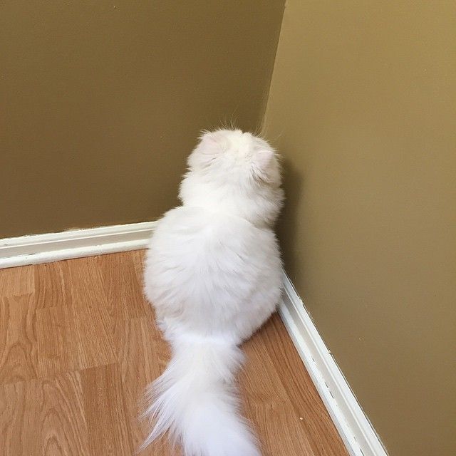 20 кошек, которые очевидно хотят вам навредить 