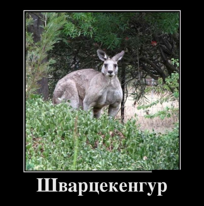 Смешные демотиваторы на утро (11 фото)