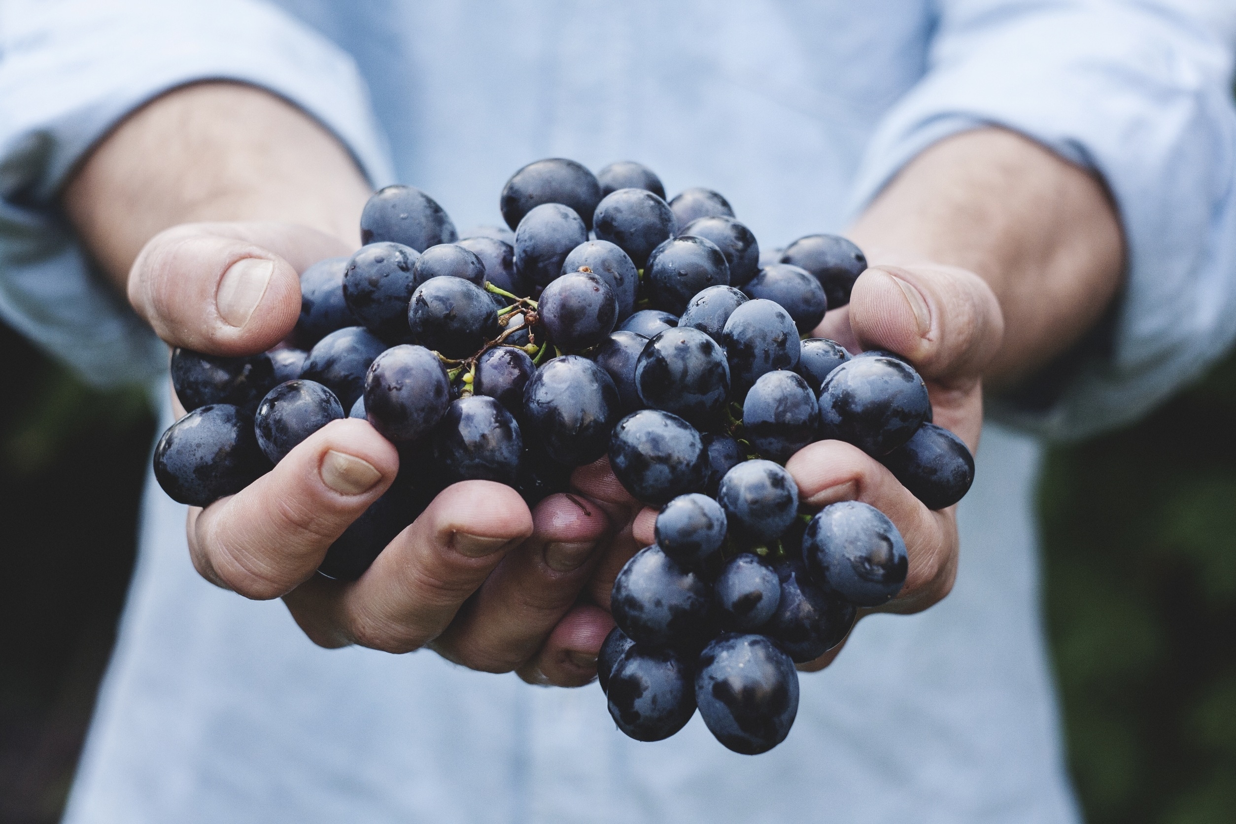 Врач Утюмова назвала неожиданную причину, почему виноград вреднее других ягод
