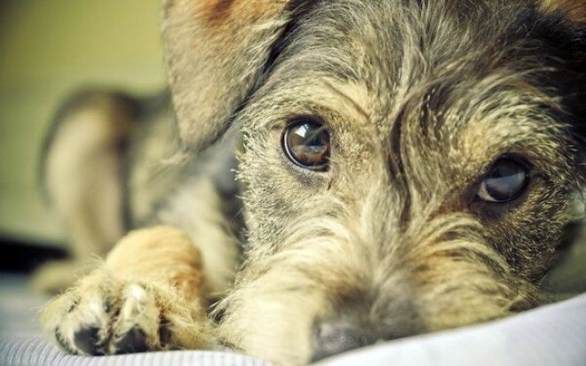 15+ фотографий беспородных собак, которые излучают любовь и нежность 1
