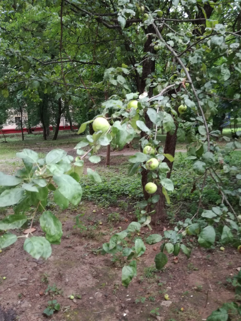 Мой сад за июль