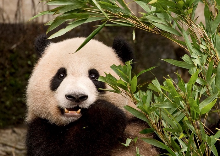 Панда в зоопарке города Чунцин.