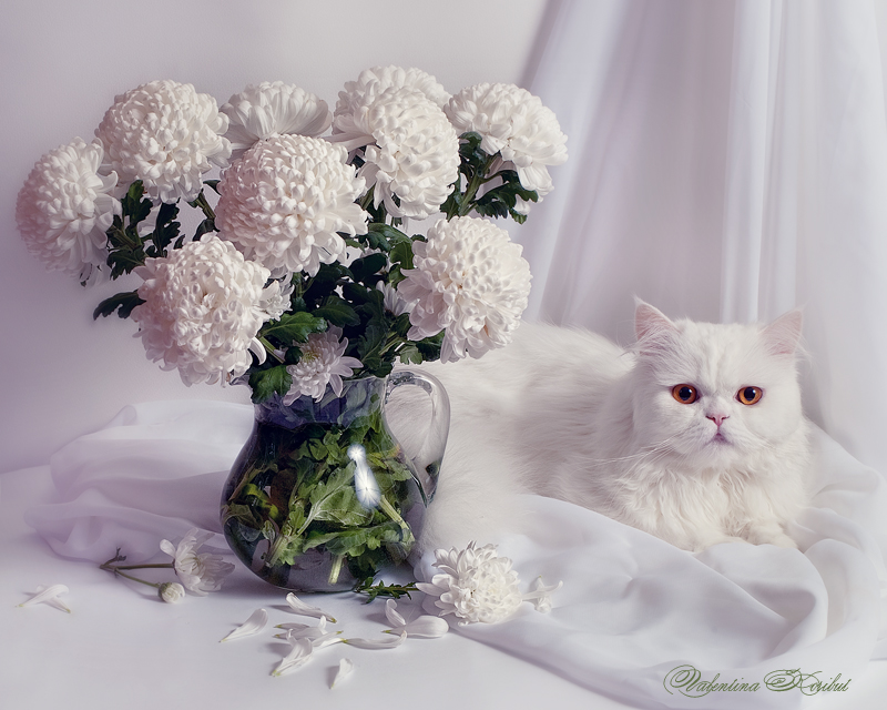 NewPix.ru - Кошка — магическое животное ..