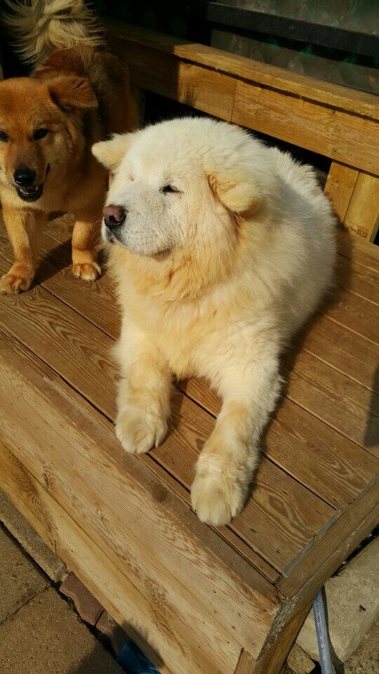 NTD-Dong-Jin-The-thin-to-Fluffy-Pup04