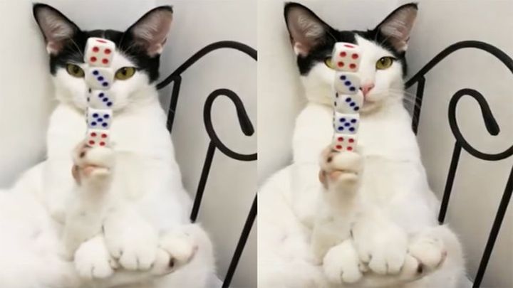 Кот, постигший дзэн видео, дзэн, животные, кот, прикол