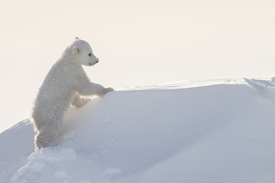 Polar Bear cub playing