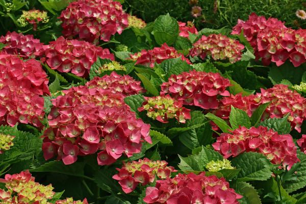 Гортензия крупнолистная (Hydrangea macrophylla)